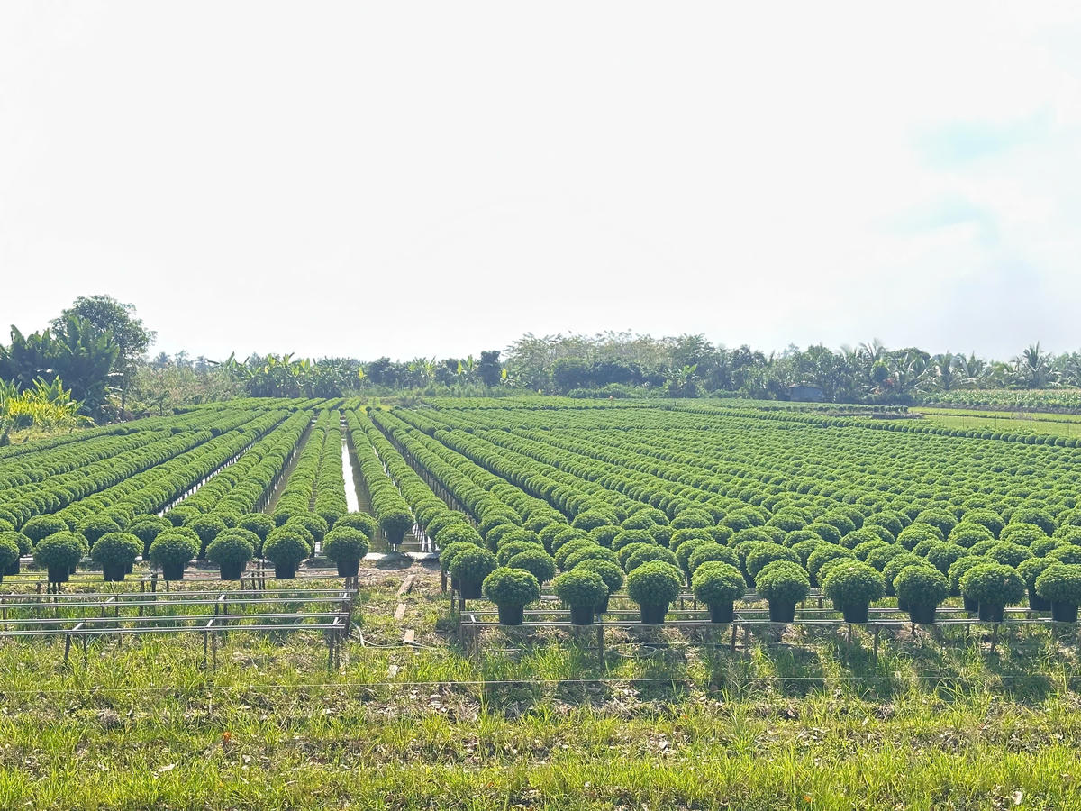 Cánh đồng cúc mâm xôi được trồng trên giàn ở Sa Đéc. Ảnh: Trung Ngãi.