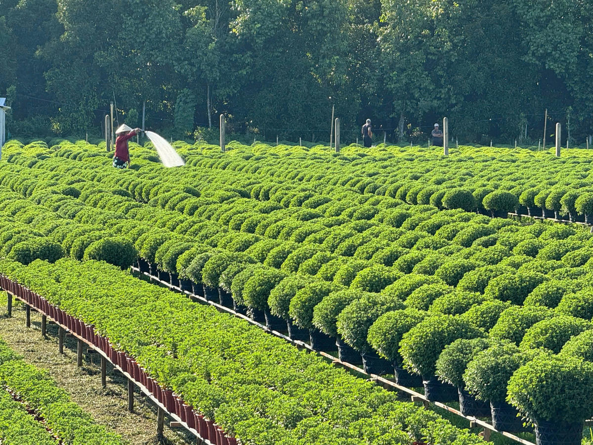 Nông dân ở Chợ Lách đã tưới nước chăm sóc hoa. Ảnh: Trung Ngãi.