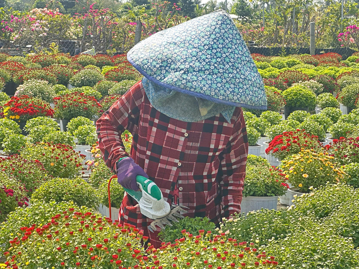 Cảnh một nhà vườn đang cắt tỉa những chậu cúc mâm xôi chuẩn bị cho thị trường Tết Bính Ngọ 2026. Ảnh: Trung Ngãi.