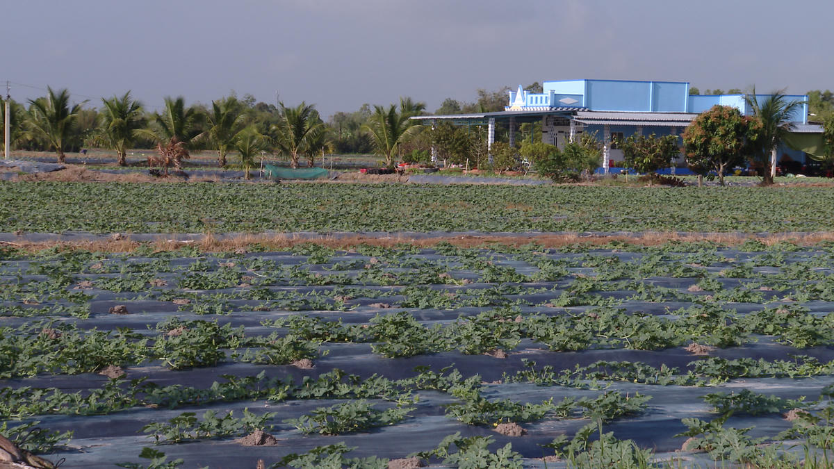 Năm nay thời tiết khá thuận lợi, từ khi xuống giống đến nay, các ruộng dưa của bà con phát triển rất tốt, phủ màu xanh mơn mởn. Ảnh: Nguyên Du