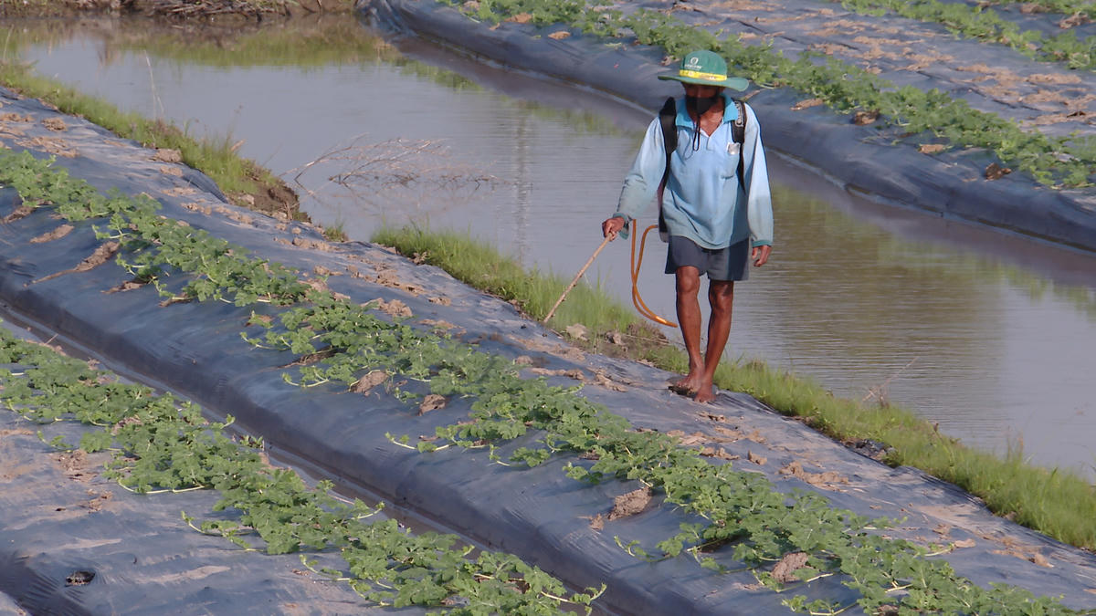 Ông Phạm Hiệp Phong tích cực chăm sóc dưa hấu phục vụ thị trường tết. Ảnh: Nguyên Du