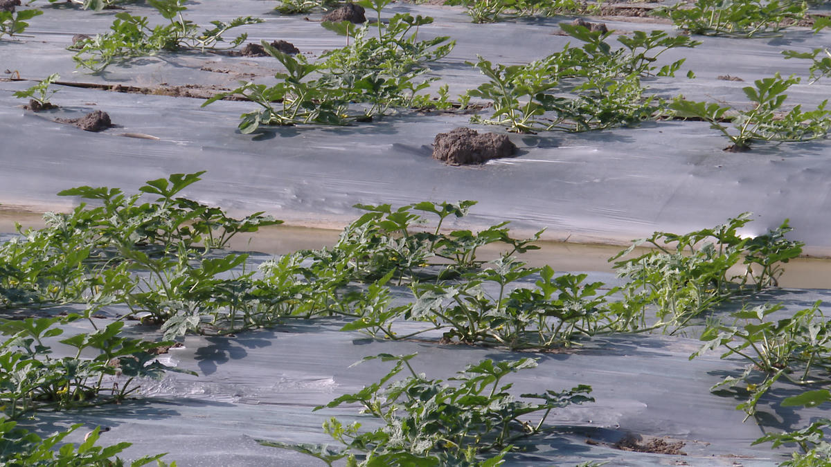 Theo nông dân, dưa hấu là loại cây trồng ngắn ngày, chỉ khoảng hai tháng là có thể thu hoạch, nhưng lại cho năng suất và lợi nhuận cao hơn cây trồng khác. Ảnh: Nguyên Du