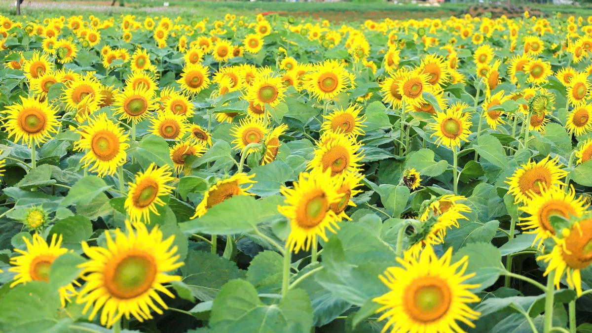 Một góc cánh đồng hoa hướng dương nở vàng rực rỡ trong ánh nắng. Ảnh: CV.