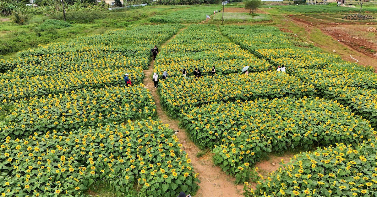 Cánh đồng hoa hướng dương ở xã An Phú. Ảnh: CV.