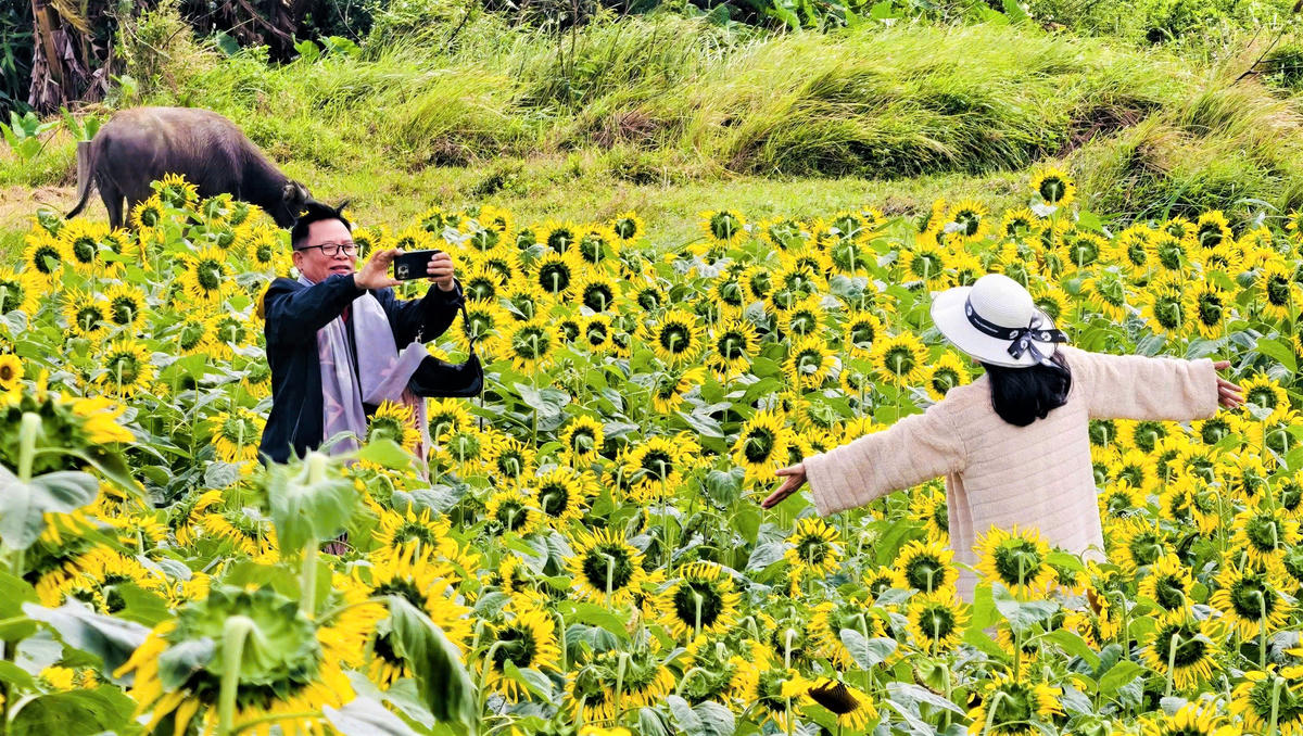  Nhiều người tham quan, chụp ảnh ở cánh đồng hoa hướng dương ở xã An Phú. Ảnh: CV.