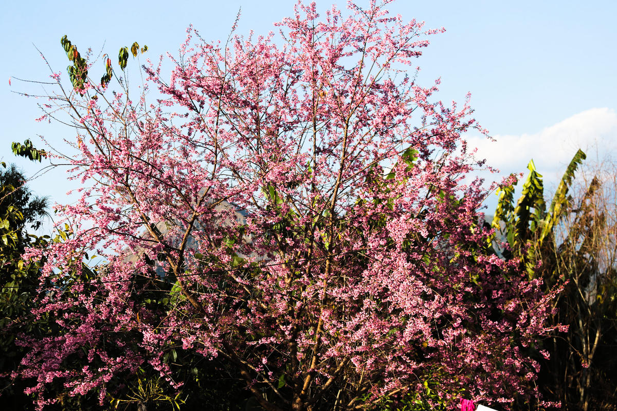 Những cây hoa đào bung sắc dịp xuân về tô điểm thêm cảnh sắc thiên nhiên núi rừng nơi biên cương tổ quốc.