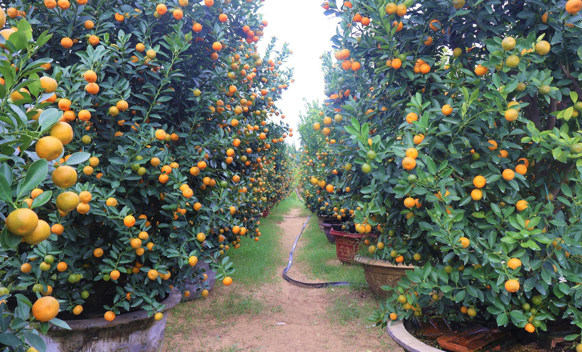 Nhiều chậu quất có giá hơn 1 triệu đồng/chậu. Ảnh: Chí Đại.