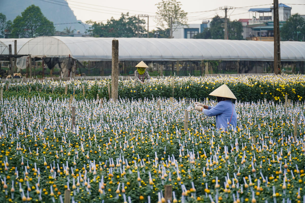 Hoa cúc là loại hoa được trồng nhiều nhất tại Đông Cương. Ảnh: Đình Minh 
