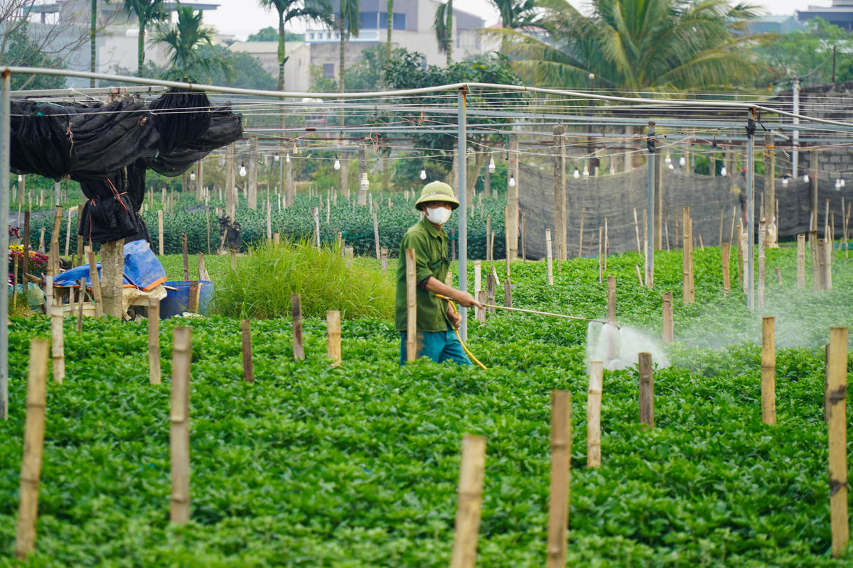Người dân Đông Cương chăm sóc những luống hoa được trồng lại sau bão. Ảnh: Đình Minh
