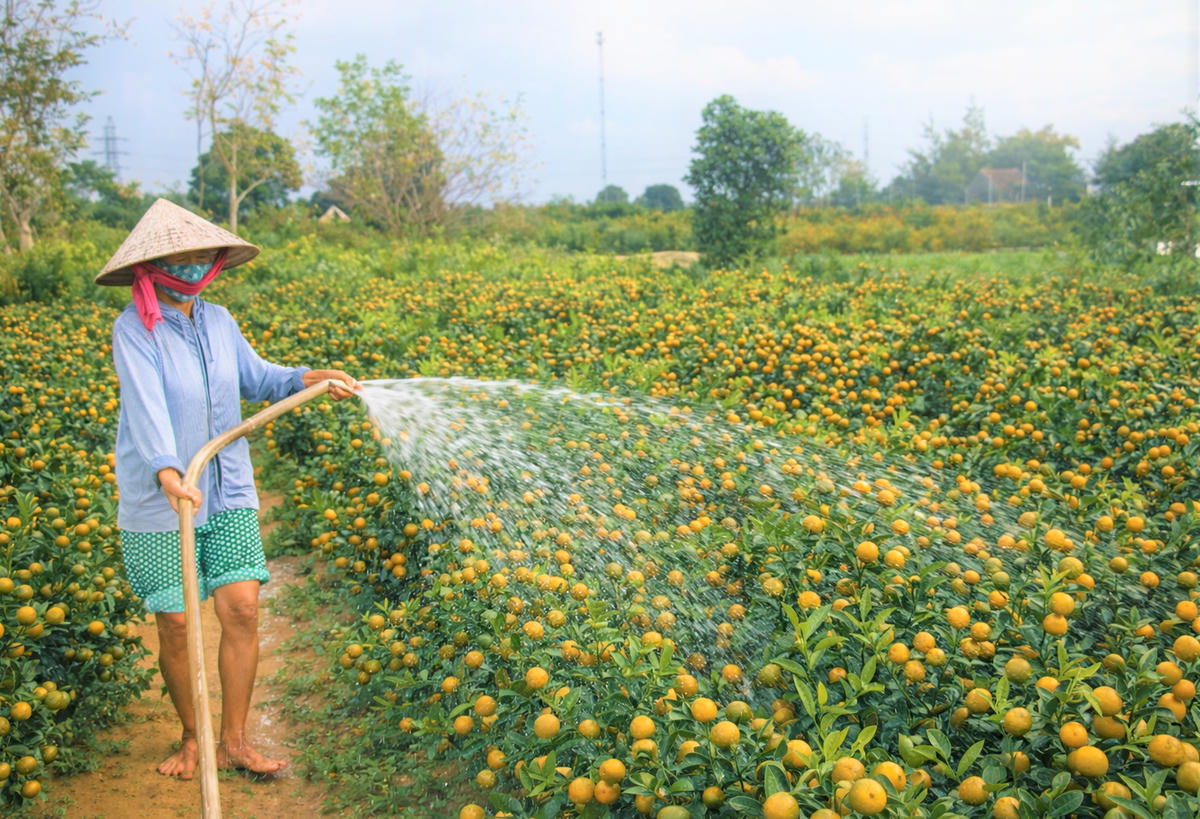 Người dân tưới nước cho các chậu quất. Ảnh: Nguyễn Tín.