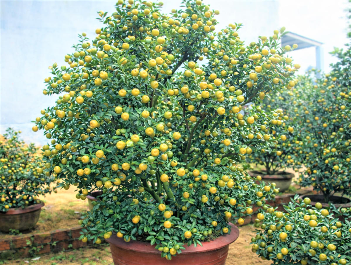 Nhiều chậu quất có giá hơn 2 triệu đồng/chậu. Ảnh: Chí Đại.