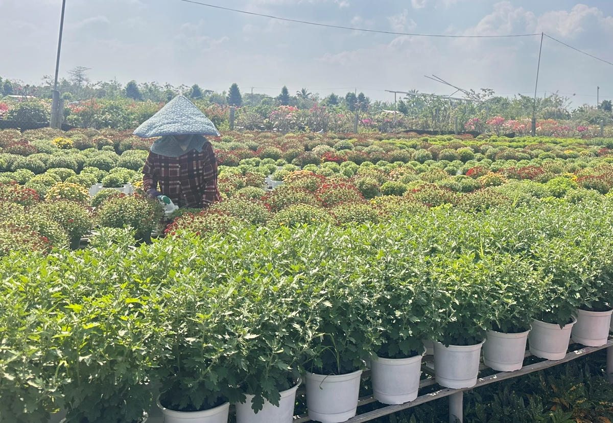 Nông dân Làng hoa Sa Đéc đang tỉa bông tết. Ảnh: Trung Ngãi