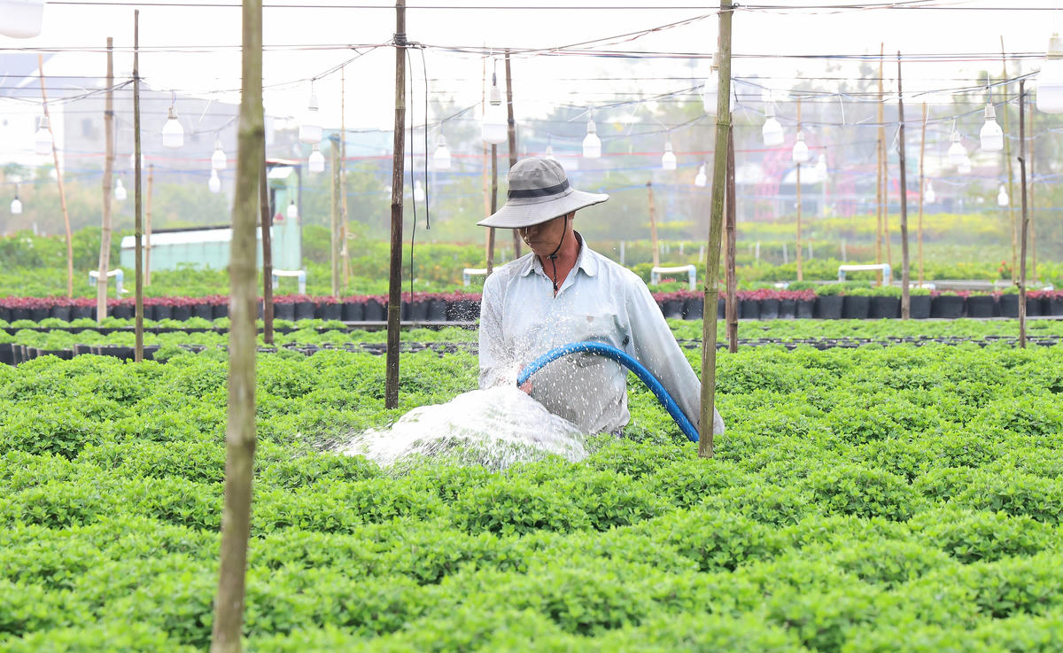 Tưới nước chăm sóc hoa Tết tại Làng hoa Sa Đéc. Ảnh: Trung Phạm