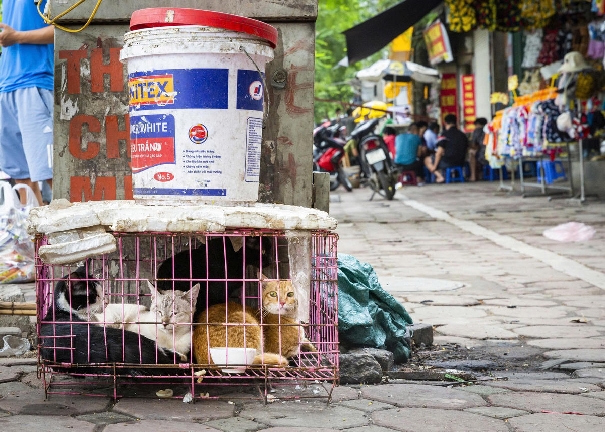 Sự ủng hộ về việc chấm dứt tình trạng buôn bán thịt chó, mèo ngày càng gia tăng, đặc biệt là người trẻ.