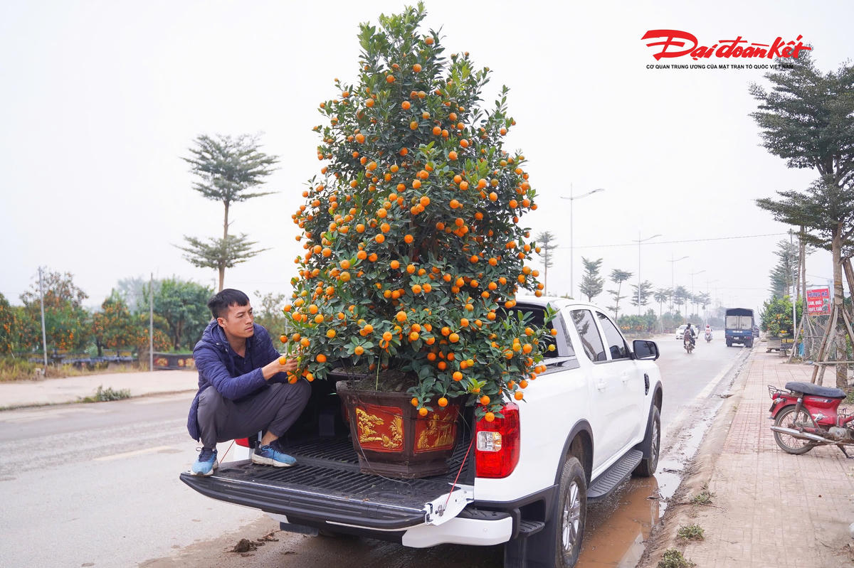 Nhiều khách hàng tranh thủ vận chuyển cây về nhà từ sớm để kịp trưng bày, thưởng thức không khí Tết ngay từ sớm.