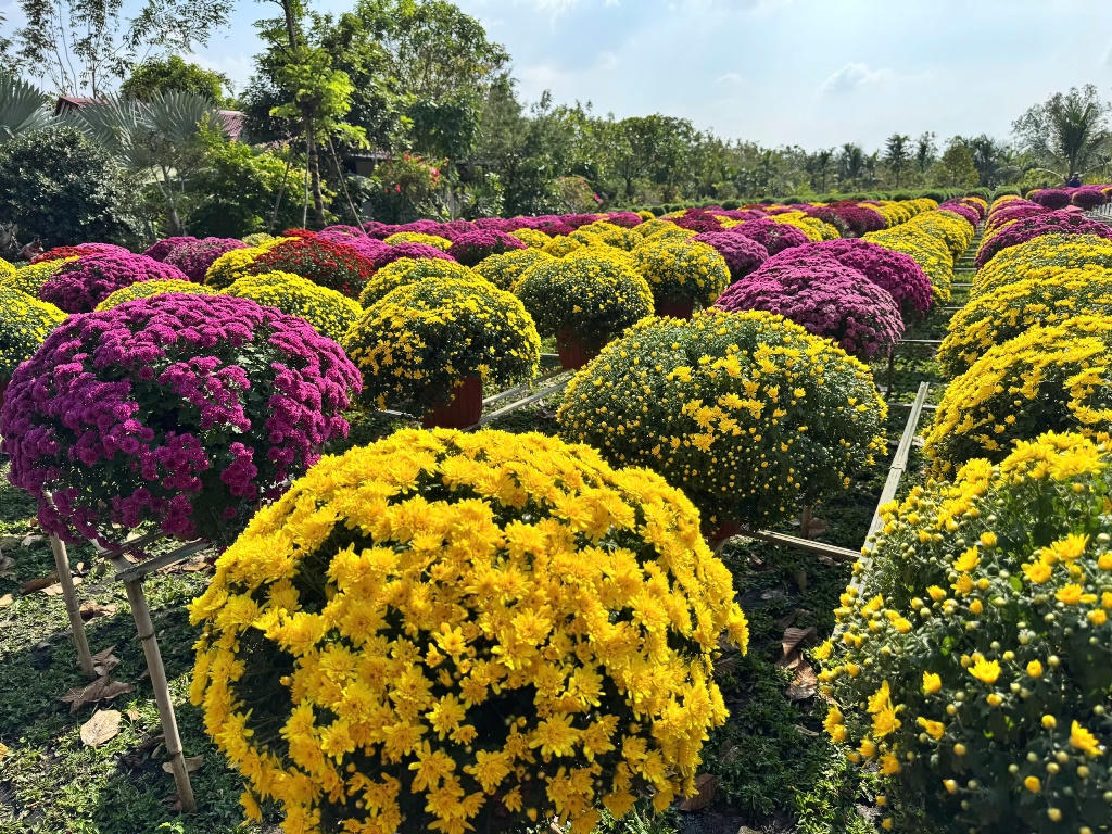 Nhiều nhà vườn ở làng hoa Sa Đéc đang gặp khó khi cúc mâm xôi nở sớm do thời tiết bất lợi. Ảnh: Trung Ngãi.