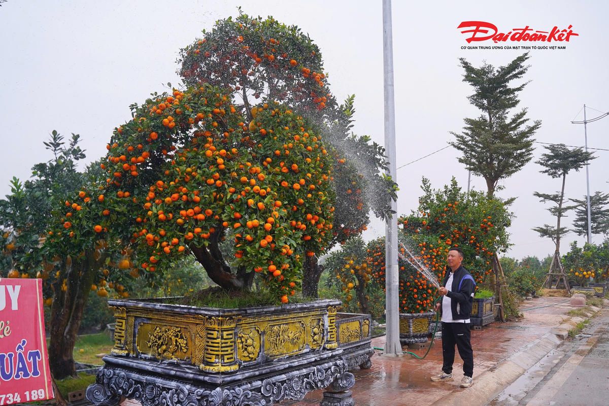 Anh Mạnh Thủy (xã Văn Giang, tỉnh Hưng Yên) cho biết, phần lớn các chậu quýt cảnh đã được khách đặt mua từ sớm; riêng những cây có kích thước lớn, giá trị cao chủ yếu được khách lựa chọn thuê để trưng bày.