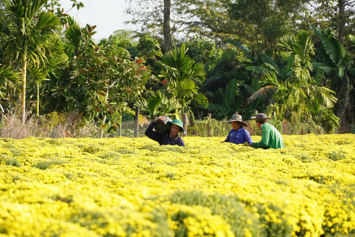 Cúc mâm xôi của một hộ dân ở làng hoa Sa Đéc nở sớm. Ảnh: Trung Ngãi