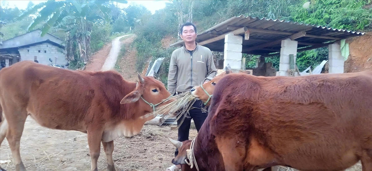 Anh Luân Văn Thượng, sinh năm 1992, dân tộc Nùng, trú tại thôn Nà So – Nà Luông đã thành công trong việc nuôi bò sinh sản