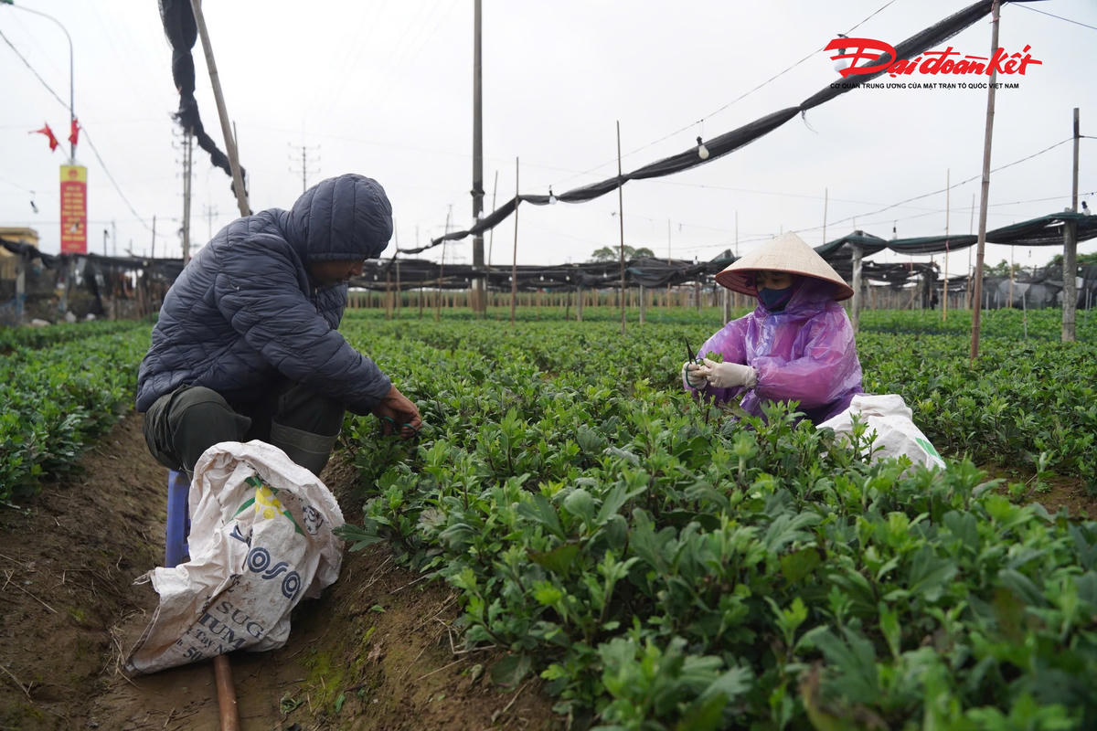 Theo bà Liên, đợt không khí lạnh sâu khiến nhiệt độ giảm mạnh làm sinh trưởng của hoa chậm lại, nguy cơ nụ non bị thối hoặc cháy lá nếu gặp sương đêm. Vì vậy, nông dân phải tăng cường che phủ nilon, điều tiết nước tưới, bón phân hợp lý và theo dõi sát từng luống hoa.&nbsp;