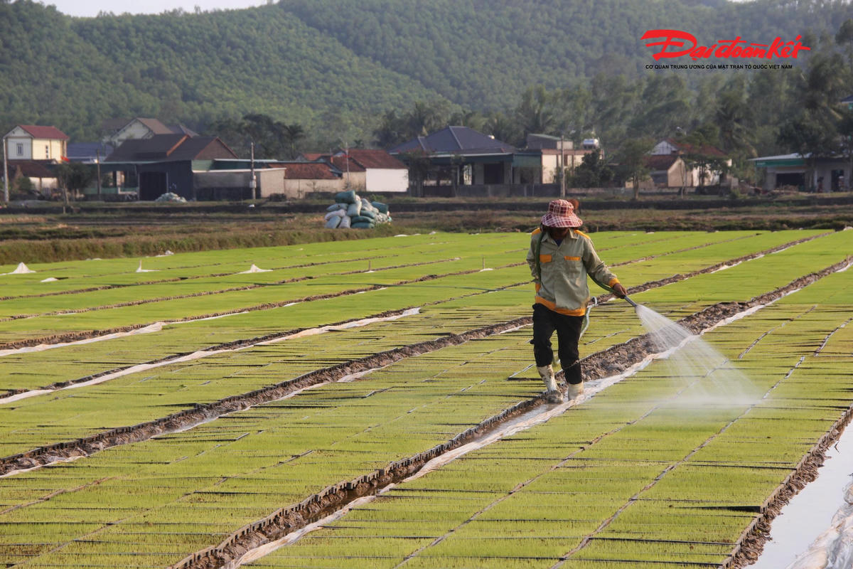 Ông Vũ Trọng Quang - Chủ tịch Hội Nông dân xã Bình Minh đánh giá: mô hình bắc mạ khay, cấy lúa bằng máy của anh Tố là bước đi đúng hướng trong tái cơ cấu nông nghiệp. Việc ứng dụng công nghệ hiện đại đã thay thế phương thức sản xuất thủ công, giúp tiết kiệm chi phí, giảm ngày công lao động, nâng cao chất lượng mạ, hạn chế sâu bệnh và từng bước hình thành vùng sản xuất lúa hàng hóa quy mô lớn.