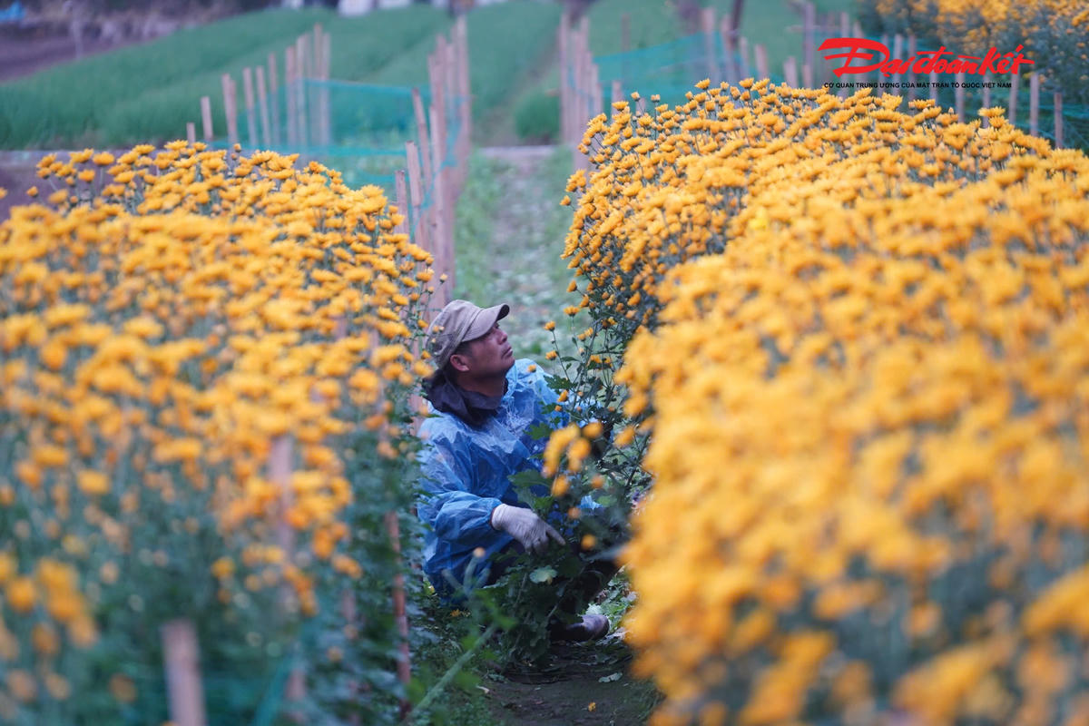 Để giữ ấm cơ thể, người nông dân khi xuống ruộng thường mặc áo phao dày, bên ngoài khoác thêm áo mưa kín mít, đội mũ len, đi ủng cao su và đeo găng tay, làm việc giữa giá rét để bảo vệ những luống hoa Tết đang vào vụ quan trọng.