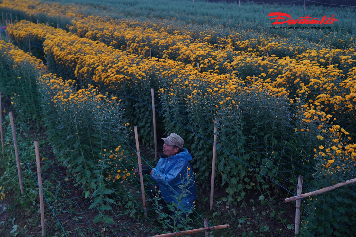 Theo ghi nhận của PV Báo Đại đoàn kết, từ sáng sớm 22/1, trên những thửa ruộng hoa cúc, ly, hồng trải dài, bóng người nông dân đã thấp thoáng giữa làn sương mờ. Áo mưa được khoác chồng nhiều lớp, găng tay, ủng cao su che kín, nhưng cái lạnh vẫn thấm qua từng động tác.