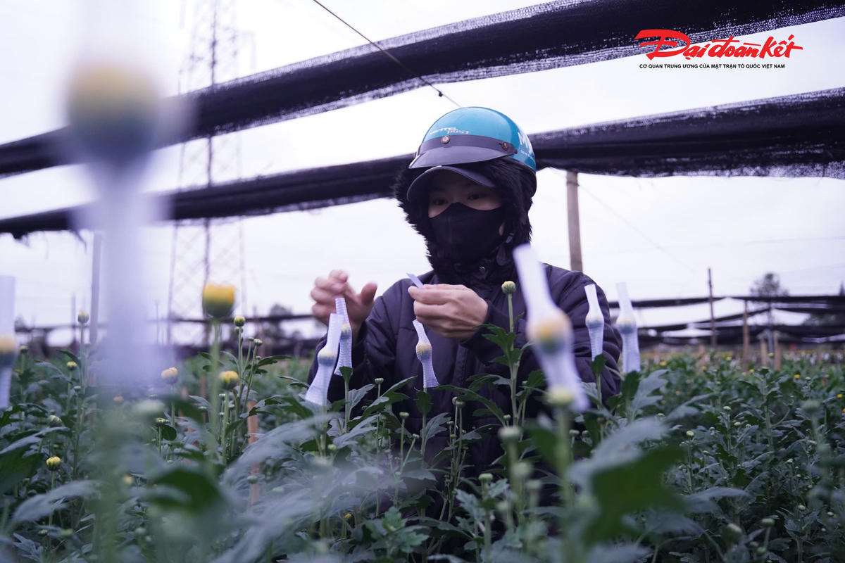 Làng hoa Tây Tựu hiện có gần 300 ha đất canh tác hoa, là nguồn cung hoa tươi chủ yếu cho khu vực nội thành Hà Nội và nhiều tỉnh, thành lân cận. Dịp Tết, các loại hoa chủ lực như ly, cúc, hồng… được bà con tập trung chăm sóc, sẵn sàng phục vụ nhu cầu trang trí, chơi hoa của người dân.