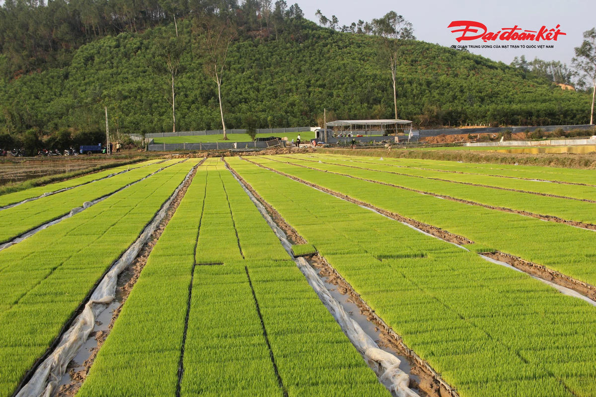 Từ cánh đồng quê Bình Minh, câu chuyện của anh nông dân Võ Văn Tố cho thấy, khi người nông dân dám nghĩ, dám làm, mạnh dạn đầu tư khoa học công nghệ, nông nghiệp truyền thống hoàn toàn có thể chuyển mình, tạo ra giá trị mới và tương lai bền vững hơn. Ảnh: ĐB