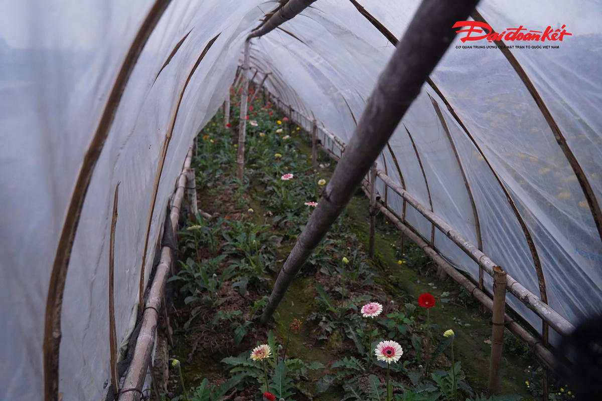 Trong các nhà màng phủ ni-lông, người trồng hoa chủ động điều tiết nhiệt độ, độ ẩm, tính toán từng công đoạn và “canh” từng ngày để hoa sinh trưởng ổn định, nở đúng thời điểm phục vụ thị trường Tết.