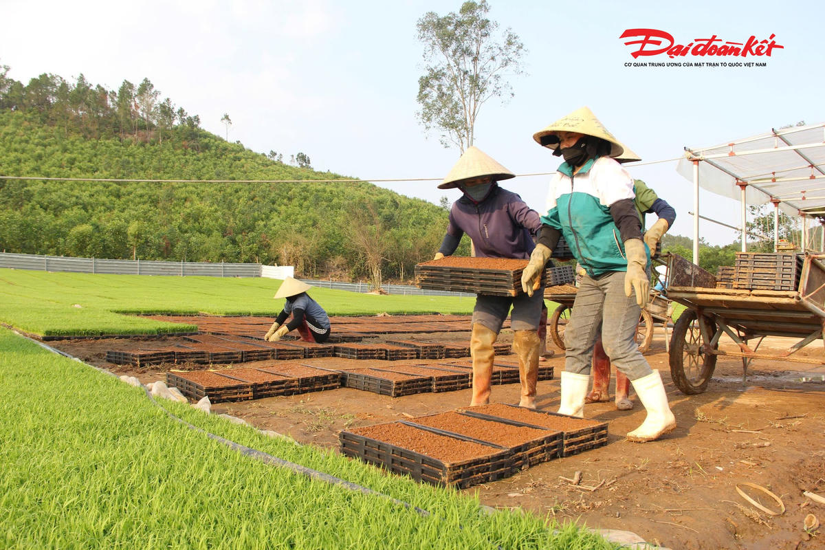 Những ngày này, tại cơ sở sản xuất mạ khay quy mô lớn của anh Võ Văn Tố (47 tuổi) trú tại xã Bình Minh, Nghệ An không khí lao động diễn ra khẩn trương. Hàng chục công nhân tất bật gieo mạ, vận hành máy móc để kịp cung ứng cho bà con bước vào vụ đông. Trên nền đất được xử lý kỹ, từng khay mạ xanh mướt đang phát triển khỏe mạnh, chuẩn bị cho một mùa vụ sắp tới. Ảnh: ĐB
