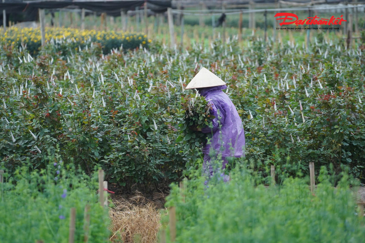 "Thời tiết TP Hà Nội, nhiệt độ thấp nhất 10-12 độ, nhiệt độ cao nhất 12-14 độ. Nhiều mây, ngày có mưa nhỏ, đêm có mưa vài nơi. Gió đông bắc cấp 2-3. Trời rét đậm, rét hại", theo Trung tâm Dự báo Khí tượng Thủy văn Quốc gia.