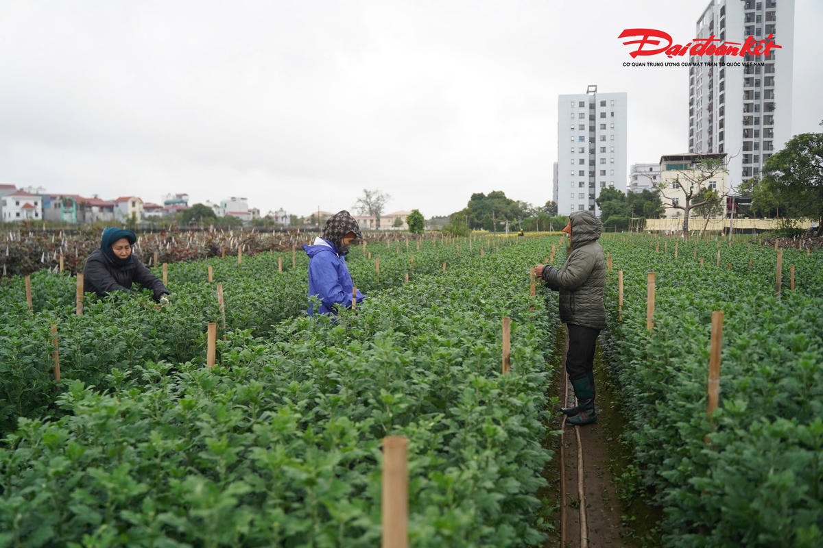 Không chỉ vất vả vì thời tiết, nỗi lo lớn nhất của bà con là làm sao để hoa nở đúng dịp Tết. “Hoa sớm hay muộn vài ngày là coi như mất giá. Rét thì cực nhưng vẫn phải bám ruộng, vì đây là thu nhập chính của cả năm", bà Liên cho hay.