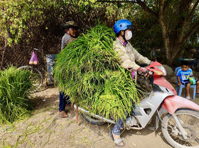 Chợ cỏ độc nhất miền Tây