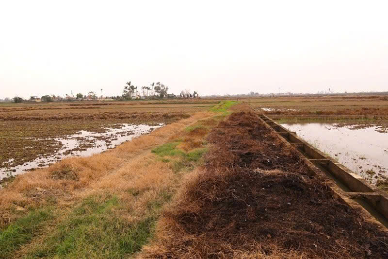 Nguy cơ ô nhiễm môi trường do lạm dụng thuốc diệt cỏ