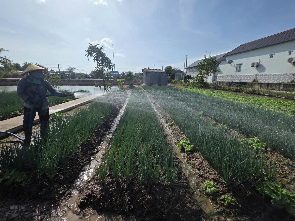 Chị Trà Thị Bình nông dân ở ấp Giồng Giữa, phường Hiệp Thành, tỉnh Cà Mau chăm sóc ruộng cải rổ, hành lá phát triển xanh tốt giữa mùa nắng hạn. Ảnh: Nguyên Du
