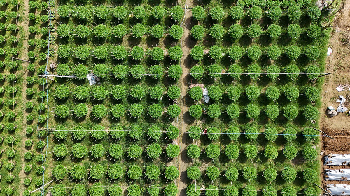 Một góc vườn hoa cúc của người dân xã Vệ Giang nhìn từ trên cao. Ảnh: CV.