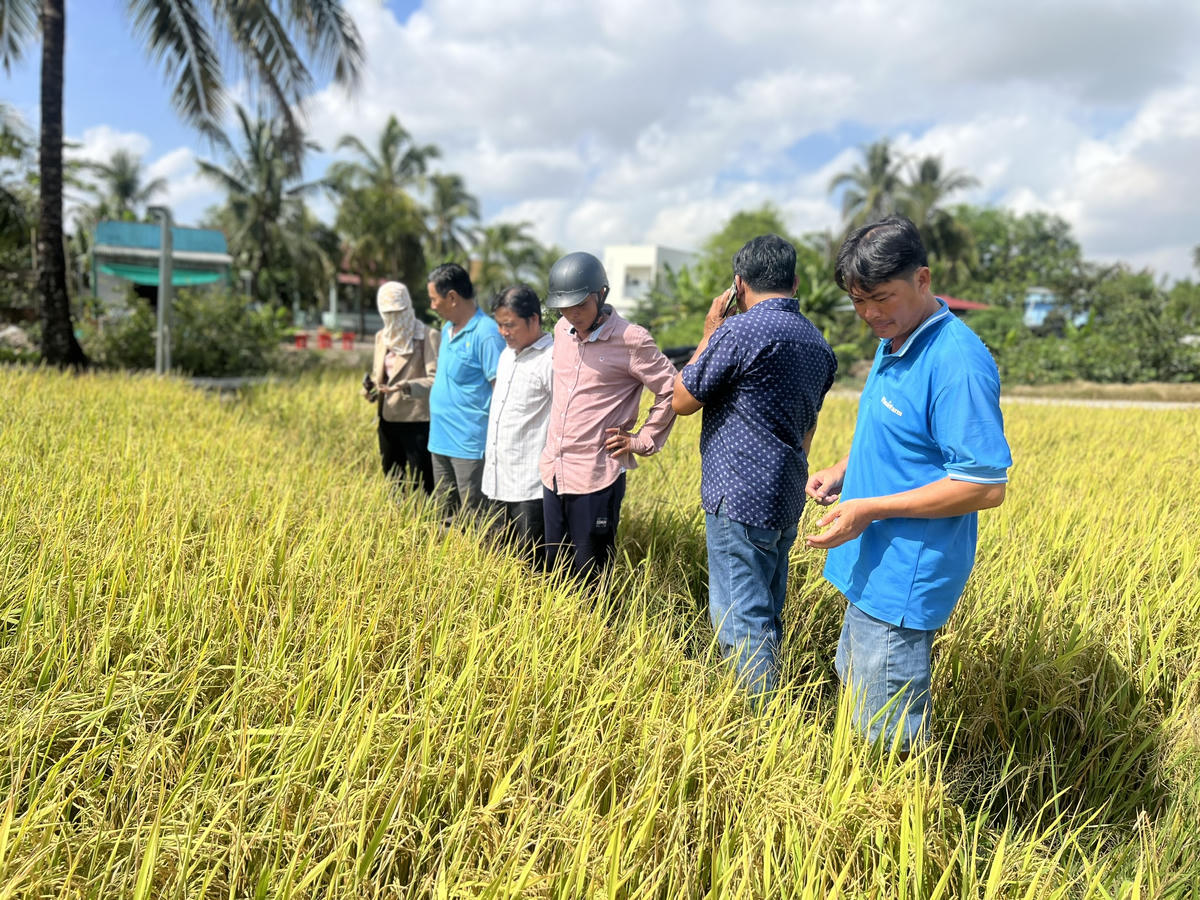 Để chủ động ứng phó tình trạng xâm nhập mặn, nhiều nông dân ở Cà Mau đã lựa chọn các giống lúa có khả năng chịu mặn tốt để canh tác như giống lúa OM, ST, đặc biệt là giống lúa lai có khả năng chịu mặn cao từ 5-8‰. Ảnh: Nguyên Du