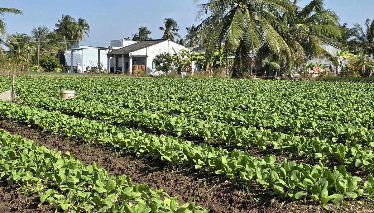 Việc triển khai áp dụng và nhân rộng các mô hình sản xuất nông nghiệp thích ứng với hạn mặn ở Cà Mau trong nhiều năm qua đã mang lại nhiều hiệu quả tích cực. Ảnh: Nguyên Du