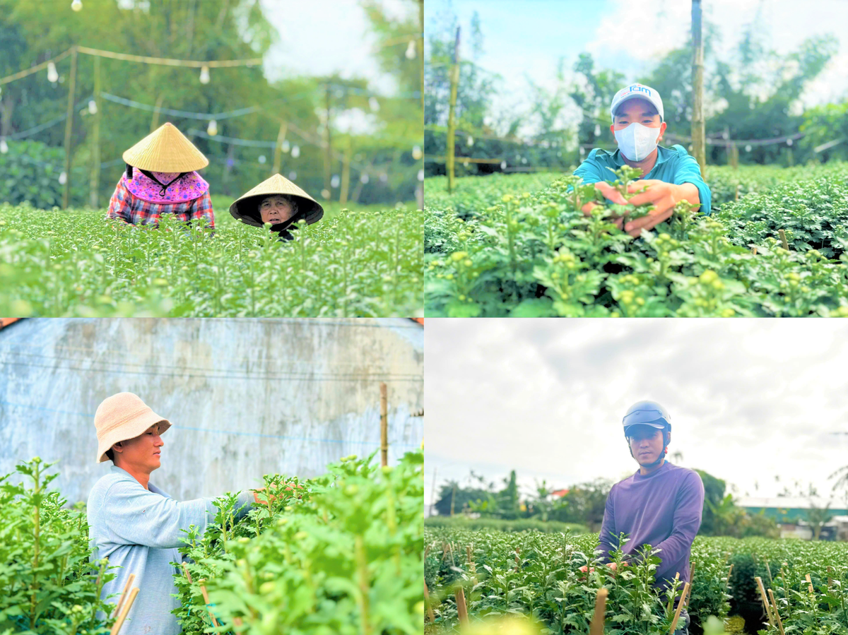 Nguời dân xã Vệ Giang đang chăm sóc hoa cúc để cung ứng ra thị trường Tết. Ảnh: CV.