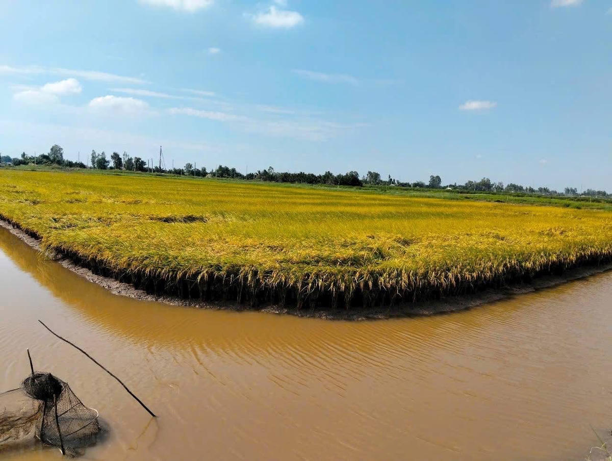 Mô hình lúa - tôm được xem là giải pháp hiệu quả, bền vững trong điều kiện biến đổi khi hậu ở Cà Mau cũng như ở vùng Đồng bằng sông Cửu Long. Ảnh: Nguyên Du