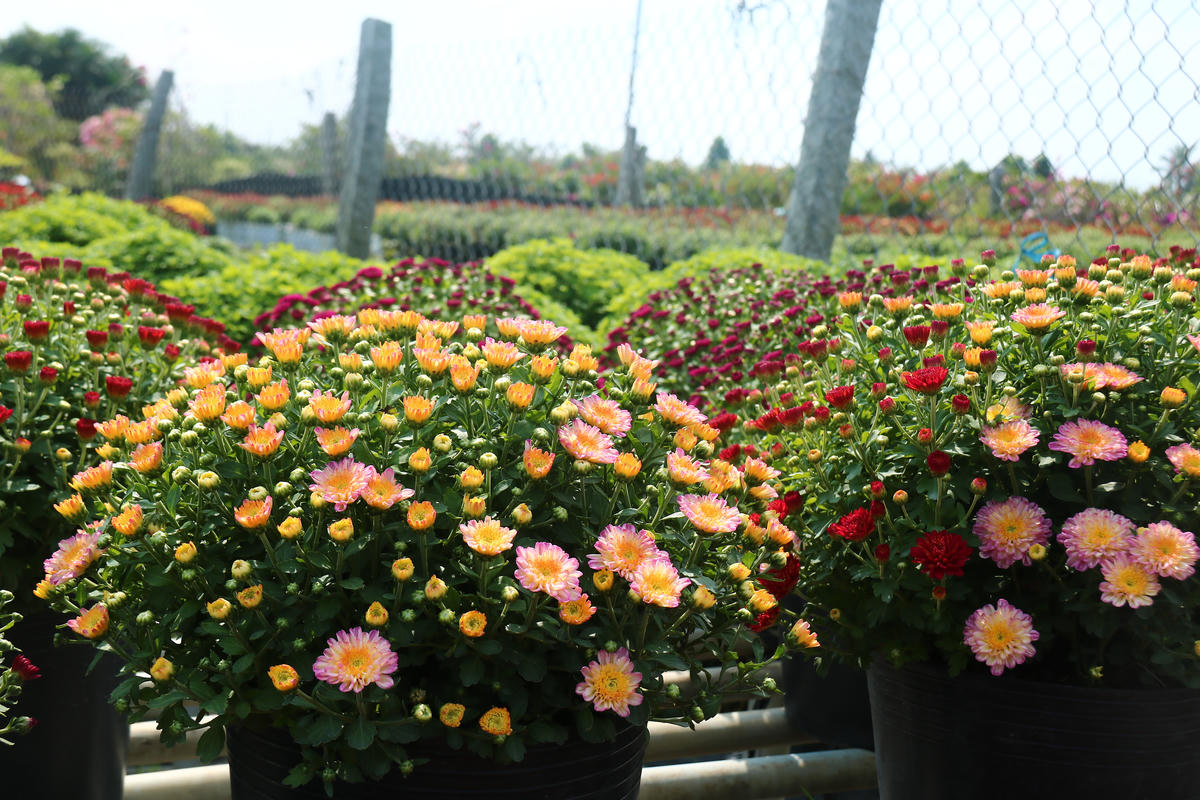 Nông dân “thủ phủ hoa” Sa Đéc đang chăm sóc cúc mâm xôi phục vụ thị trường Tết Nguyên đán Bính Ngọ năm 2026. Ảnh: Trung Ngãi.