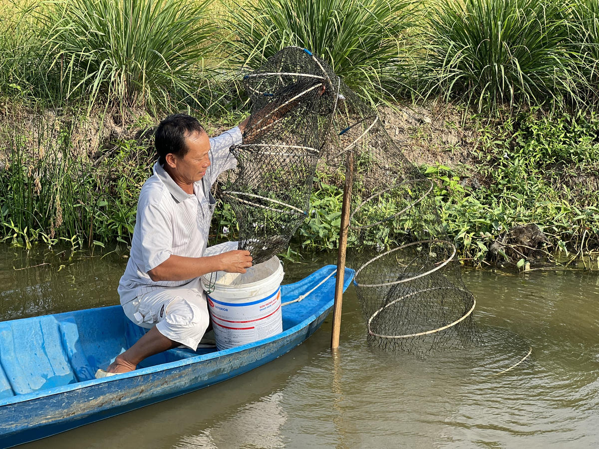 Mô hình lúa - tôm giải quyết bài toán thích nghi với biến đổi khí hậu. Ảnh: Nguyên Du