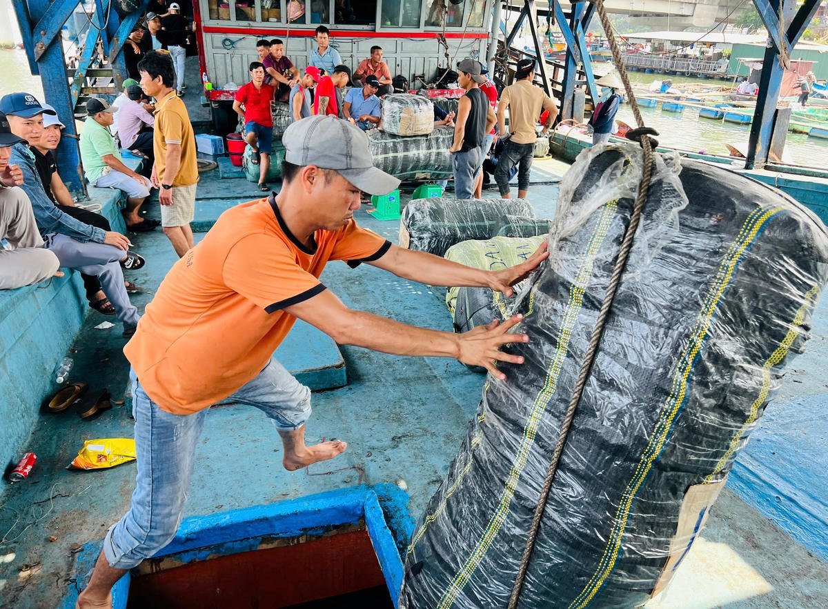 Quảng Ngãi: Mực xà được giá, ngư dân hối hả ra khơi