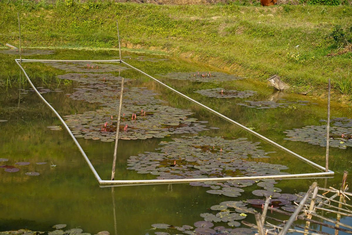 Từ lợi thế ao hồ, khe trũng xen kẽ vườn đồi, người dân xã Kim Hoa đang từng bước hình thành mô hình nuôi ốc bươu đen thương phẩm. Ảnh: Cẩm Kỳ 