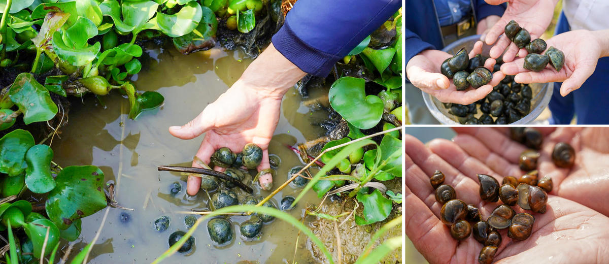 Nuôi ốc không tốn nhiều công, chủ yếu là quản lý nước. Ảnh: Cẩm Kỳ 