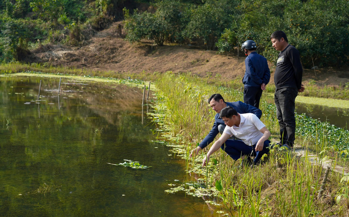 Những hồ nuôi ốc đầu tiên được tận dụng ao hồ, khe trũng trong vườn đồi trước đây hiệu quả thấp hoặc bỏ hoang. Ảnh: Cẩm Kỳ 