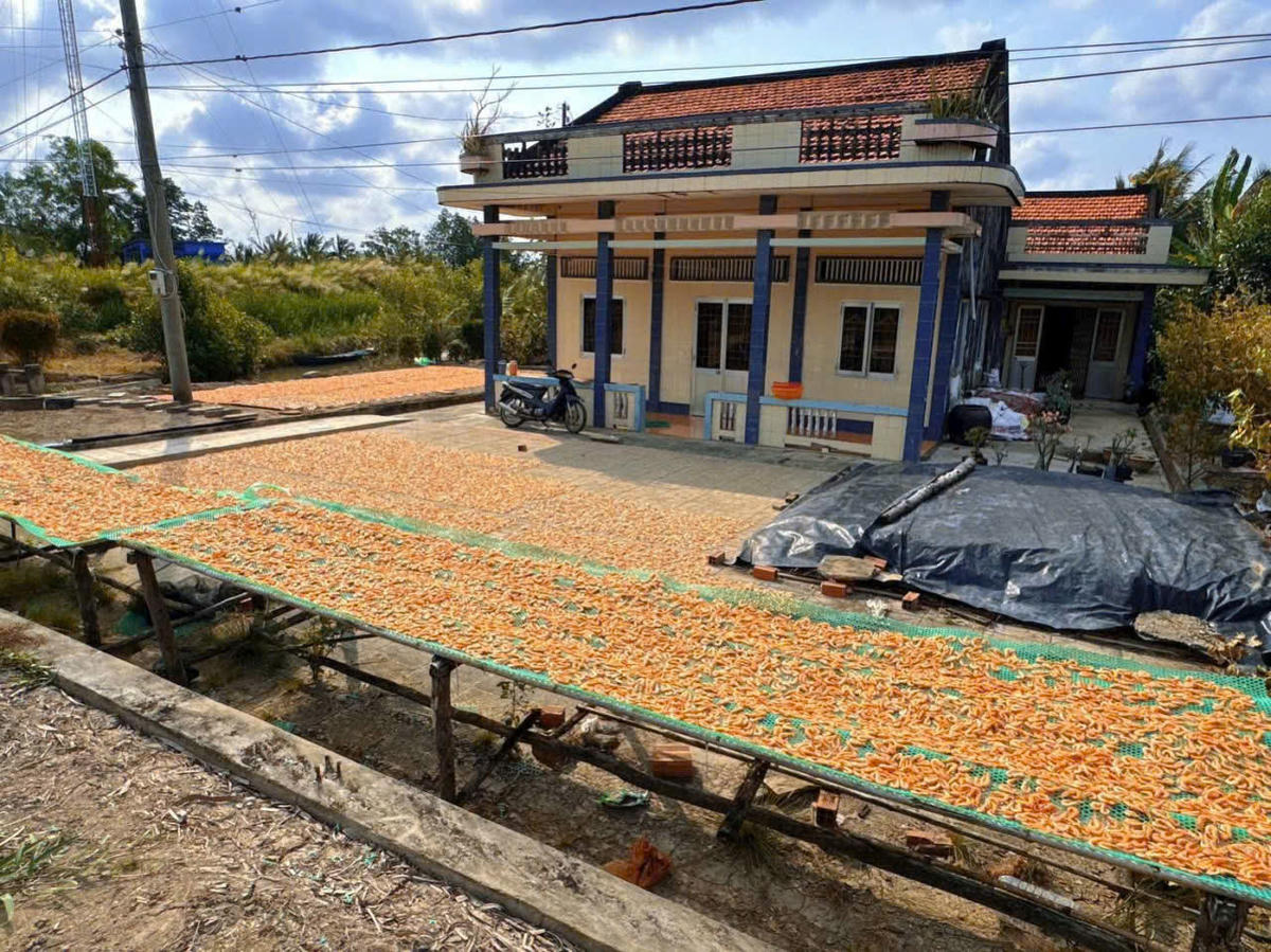 Tôm được chọn lựa kỹ càng, là tôm thiên nhiên còn tươi sống, sau đó luộc và phơi trực tiếp dưới ánh nắng mặt trời.&nbsp;Ảnh: Nguyên Du