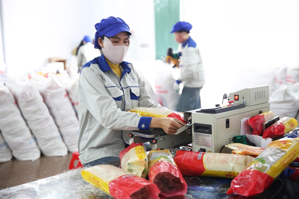 Công ty CP Thương mại và Dịch vụ Bình Liêu triển khai sản xuất 100.000 sản phẩm miến để phục vụ thị trường trong dịp Tết.