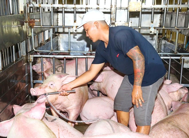 Nghiêm cấm mua bán, nhập khẩu thức ăn chăn nuôi có chứa hóa chất